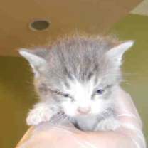 Thumbnail photo of Lucy #4