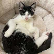 Thumbnail photo of Bandit #3