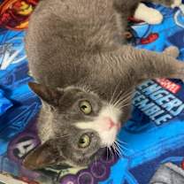 Thumbnail photo of Gradient #4