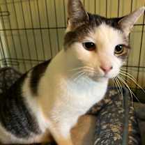 Thumbnail photo of Ripple #1