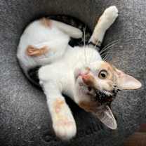 Thumbnail photo of Carla #4