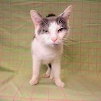 Thumbnail photo of OPAL #2