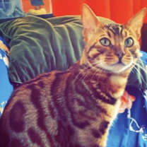 Thumbnail photo of Tigger #2