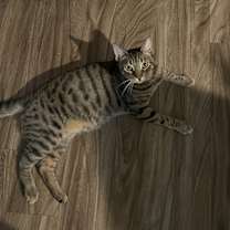 Thumbnail photo of Chitaro #2