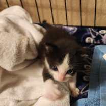 Thumbnail photo of Ember #2