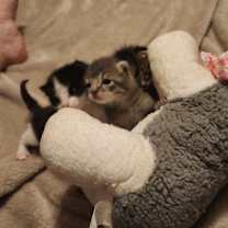 Thumbnail photo of Ember #3