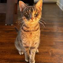 Thumbnail photo of Silvermist #1