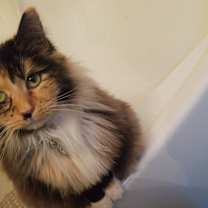 Thumbnail photo of Reina #2