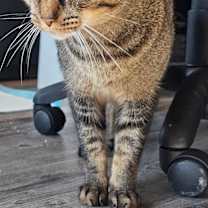 Thumbnail photo of Koda #1