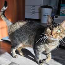 Thumbnail photo of Koda #4