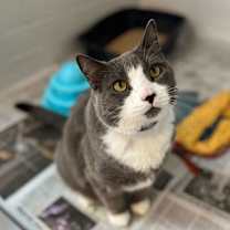 Thumbnail photo of Tego #1