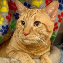 Thumbnail photo of *Redford* #1