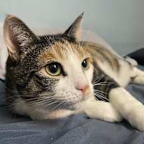 Thumbnail photo of Ponyo #1