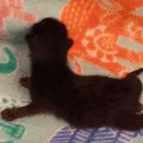 Thumbnail photo of Foxtrot #2