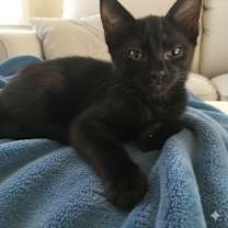 Thumbnail photo of Bailiff #2