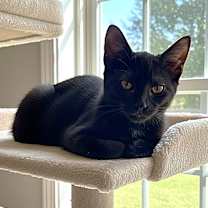 Thumbnail photo of Bailiff #3