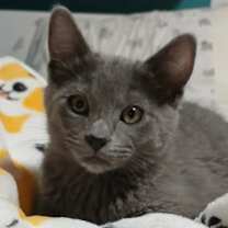 Thumbnail photo of Oboe 4921 #2