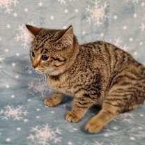 Thumbnail photo of Orange #2