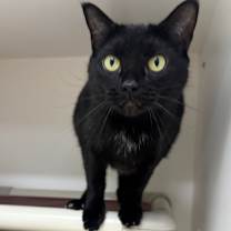 Thumbnail photo of Comet #1