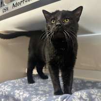 Thumbnail photo of Toebias #1