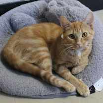 Thumbnail photo of Penny - 42261 #2