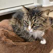 Thumbnail photo of Greta #3