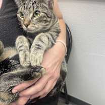 Thumbnail photo of Luke #2