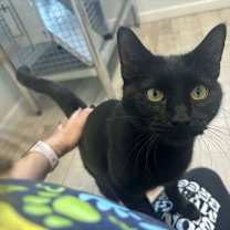 Thumbnail photo of Midnight #1