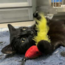 Thumbnail photo of Midnight #2