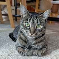 Thumbnail photo of Tuli - In Foster #1