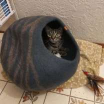 Thumbnail photo of Tuli - In Foster #2