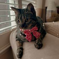 Thumbnail photo of Gouda #1