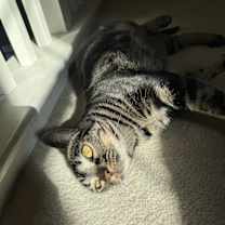 Thumbnail photo of Gouda #2