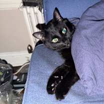 Thumbnail photo of Boo #3