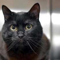 Thumbnail photo of Shino #2