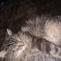 Thumbnail photo of Fluffy #4