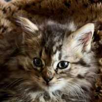 Thumbnail photo of RUSSELL #1