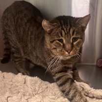 Thumbnail photo of Midnight Man FIV+ #3