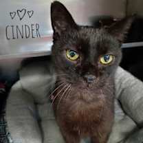 Thumbnail photo of Cinder #1