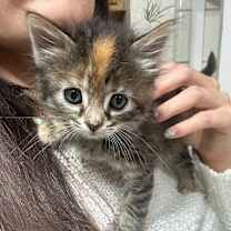 Thumbnail photo of STAR #1