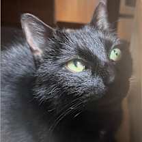 Thumbnail photo of Big Poppa (meet me in foster care!) #3