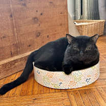 Thumbnail photo of Bo (Midnight) #2