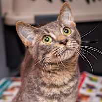 Thumbnail photo of Huntrix #1