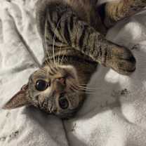 Thumbnail photo of Percy #1