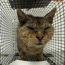 Thumbnail photo of Meatball #2