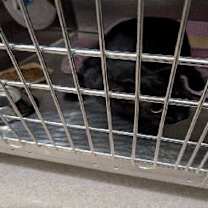 Thumbnail photo of DeWalt #2