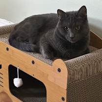 Thumbnail photo of Pantera #4