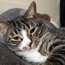 Thumbnail photo of Pluto #3