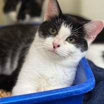 Thumbnail photo of Tabitha #1