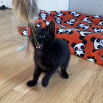 Thumbnail photo of Grackle (and Starling) #2